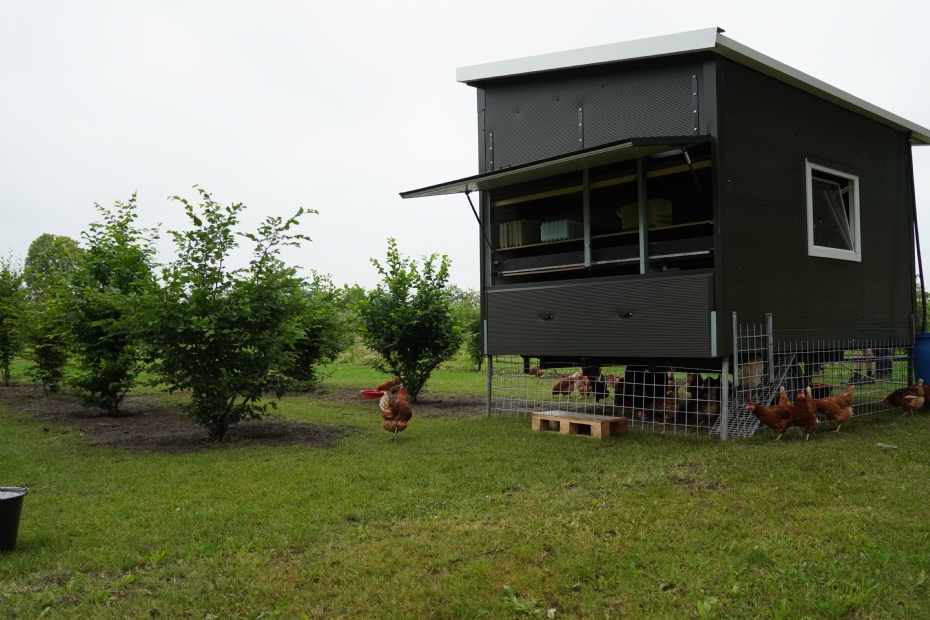 The nursery is piloting the use of chickens for weed control.