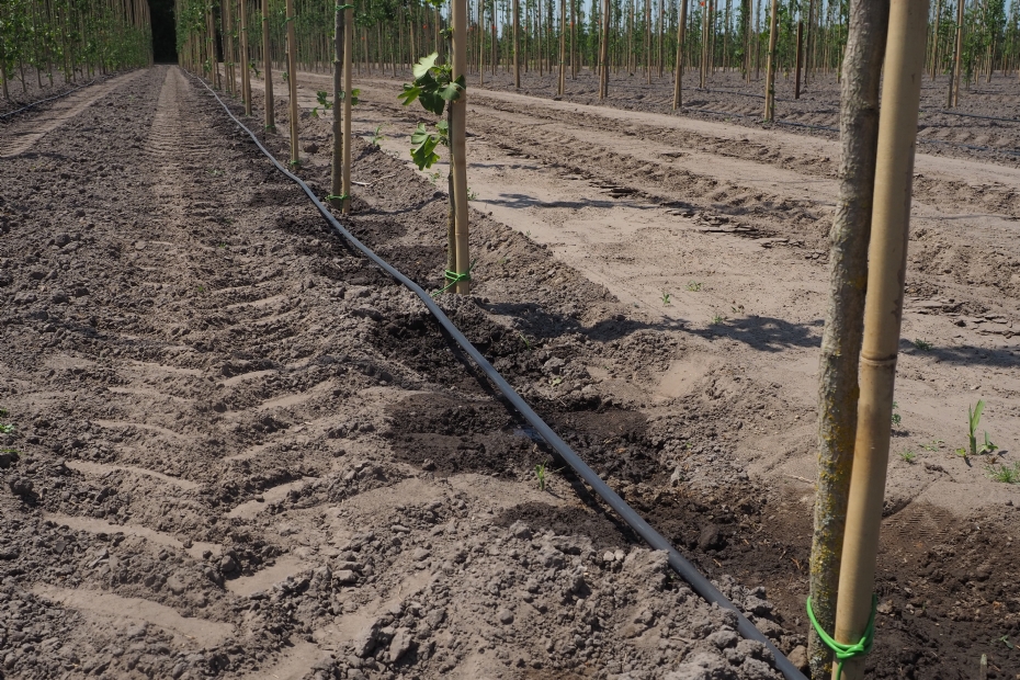 Drip system at the nursery Drip system at the nursery