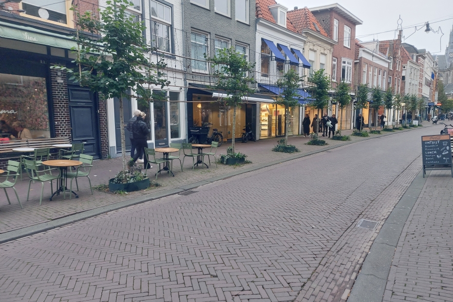 Young linden trees in Zijlstraat Young linden trees in Zijlstraat