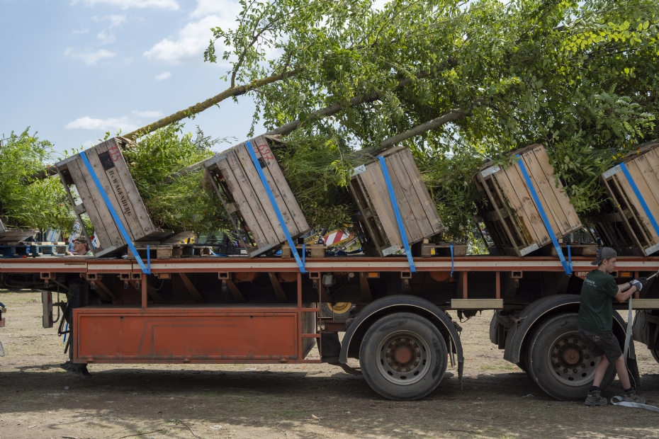 This is how the trees were transported to Amsterdam