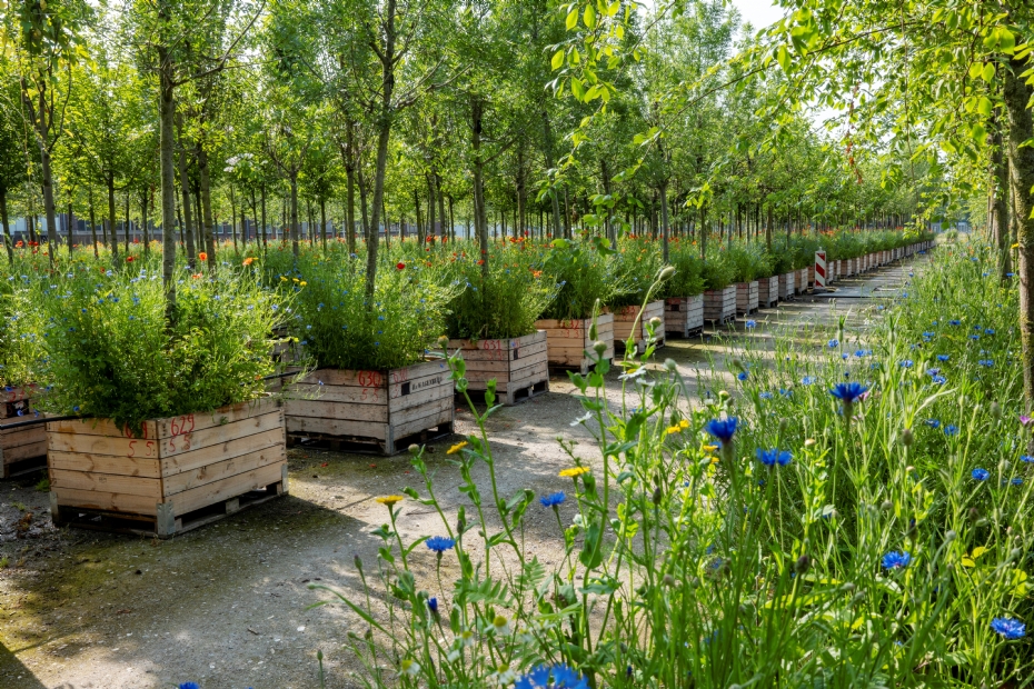 The birthday forest at the Ebben nursery yard