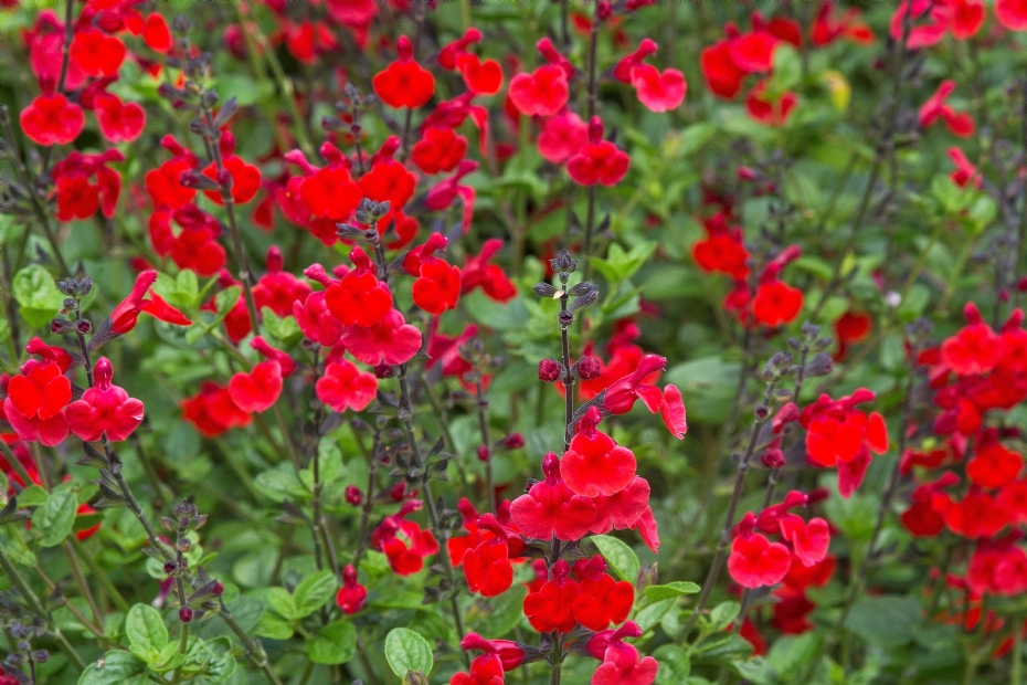 Salvia 'Royal Bumble'