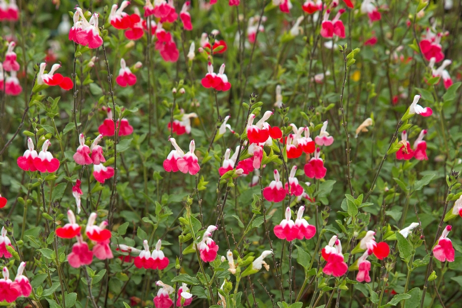 Salvia 'Hot Lips'