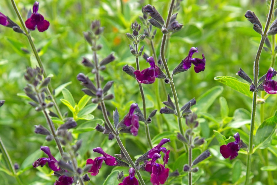 Salvia 'Nachtvlinder'