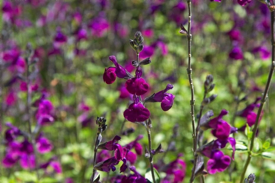 Salvia 'Christine Yeo'