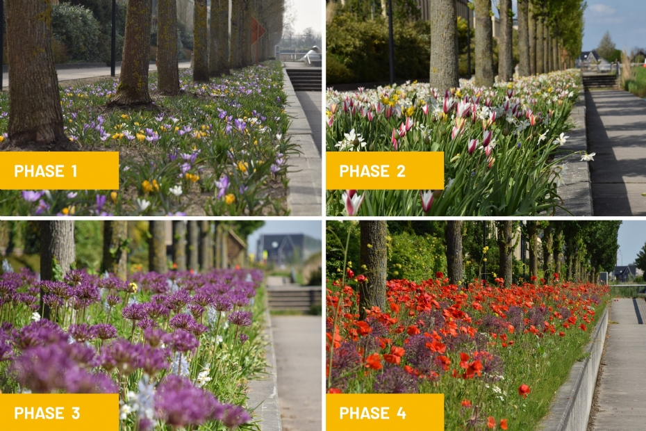 Growth stages of 'The Vibrant Verge' by JUB Holland Growth stages of 'The Vibrant Verge' by JUB Holland