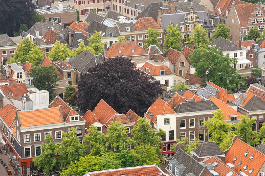 Tree diversity in Delft (photo: Ebben Tree Nursery)