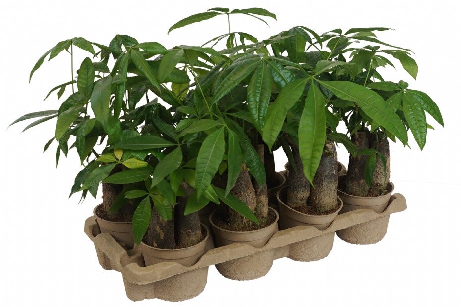 New cardboard ecoExpert transport tray