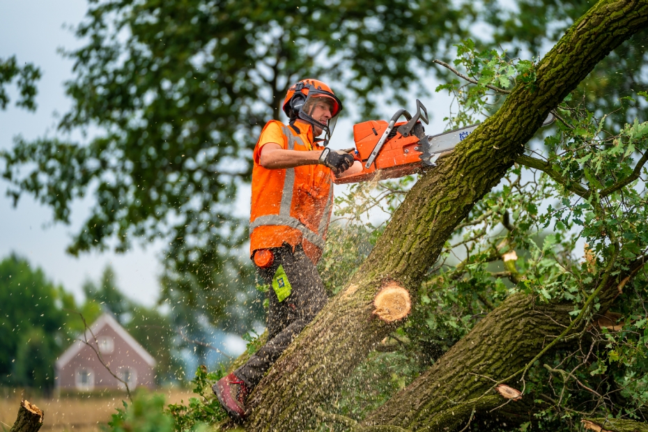 Image for illustration: tree felling by Van Weert Rondhout