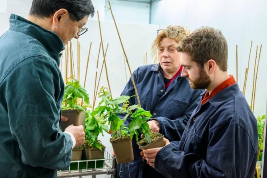 Genetically modified trees (Image: Gabrielle Beans, Umeå University)