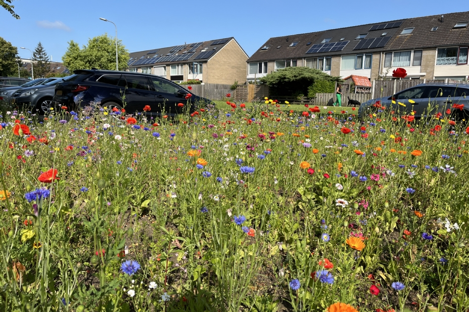Zomerbloei Zelder in an urban area as temporary beautification of construction land