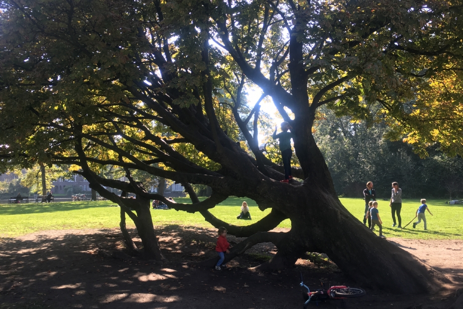 A large tree in Amsterdam where children love to play