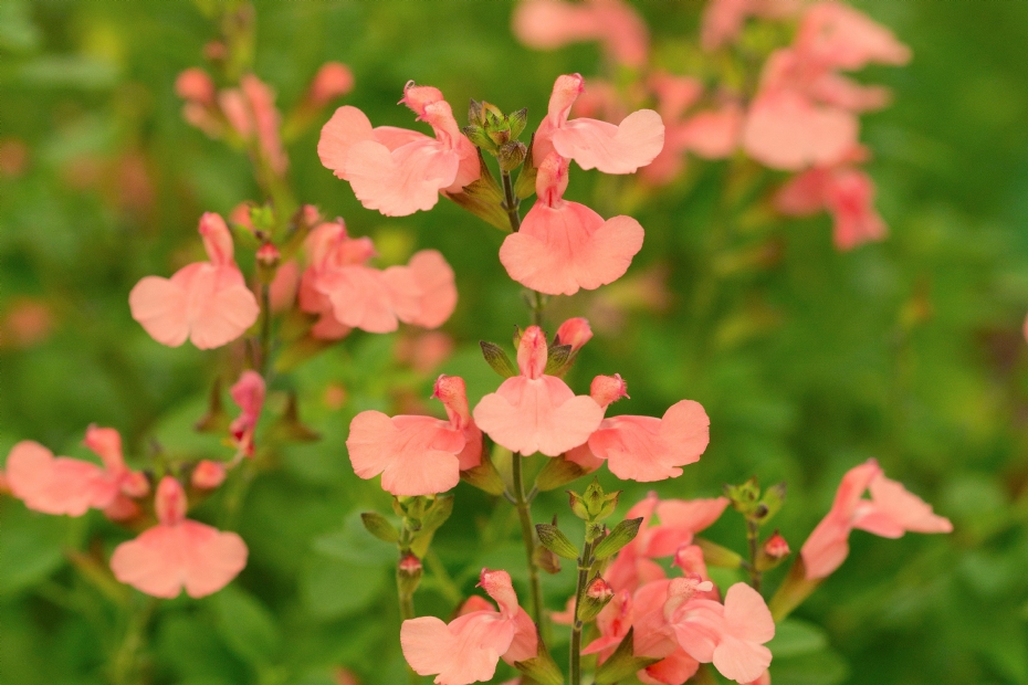 Salvia 'Aphrodite'