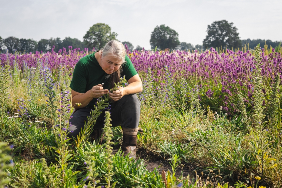 Jojanneke Bijkerk, co-owner of Cruydt-Hoeck: 'We are now ready to tell the refined story about genetically native material.'