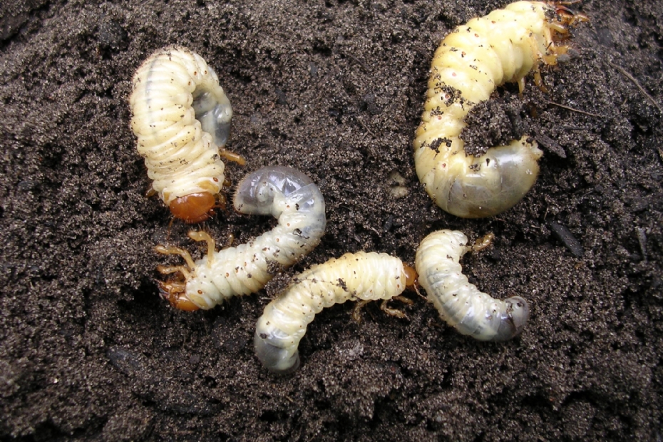 White grub of cockchafer (photo Henk Vlug)