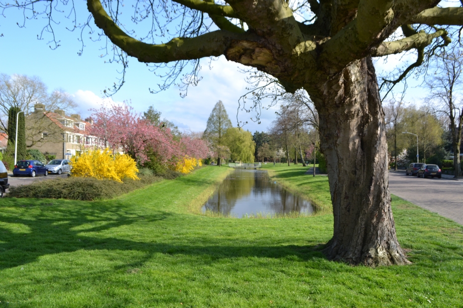 Public green space in Leiden, illustrative photo
