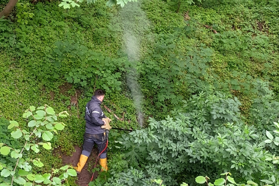 Treatment of giant hogweed from a distance