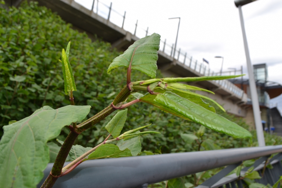 Japanese knotweed is not easy to control