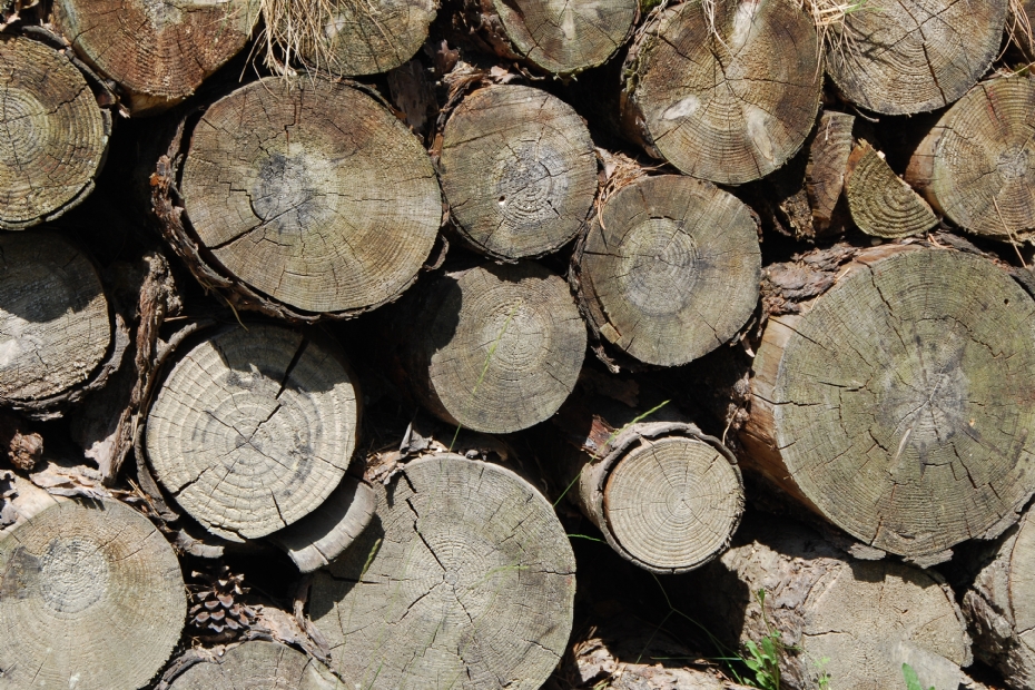 Image for illustration purposes, via: PEFC Netherlands