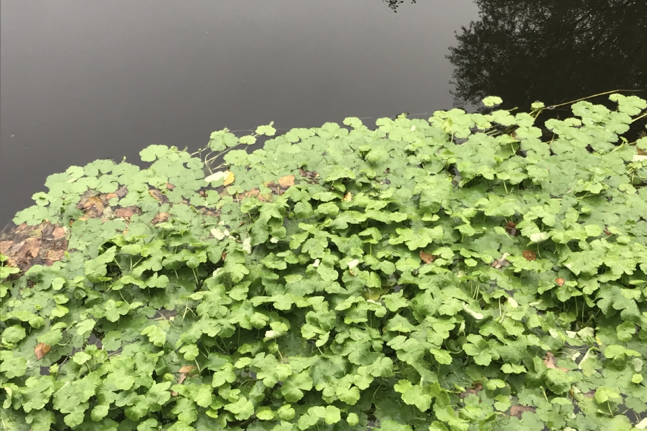 The invasive alien species floating pennywort in the Zandlei (archive photo NWST)