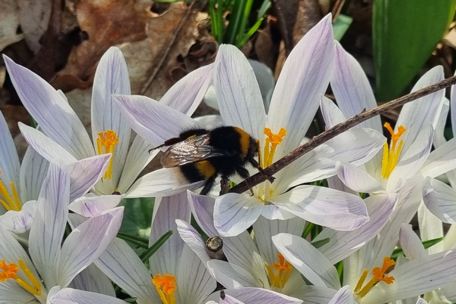 A pollinator on a spring flower (Image: NWST)