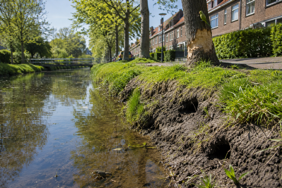 Watercourses affected by the American crayfish, tree damage caused by beavers, and a rose-ringed parakeet in a Dutch setting... (Illustrative image generated with AI)