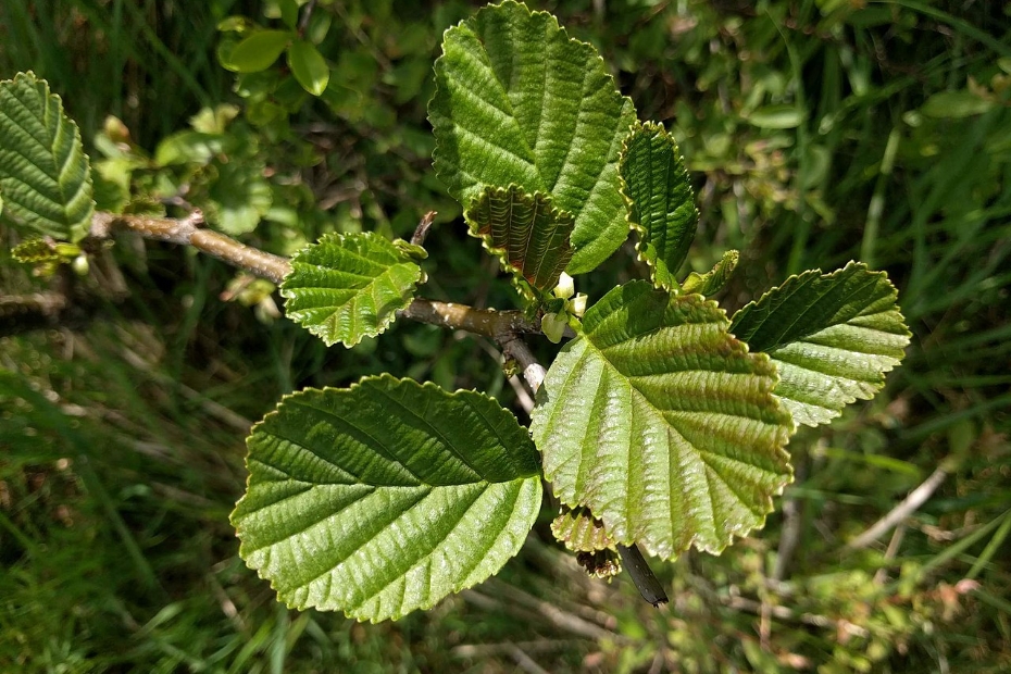 Alnus (alder) is one of the earliest causes of hay fever, releasing allergenic pollen through wind dispersal.