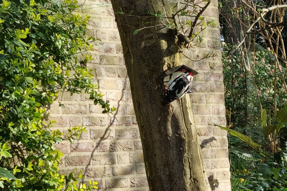 Image for illustration: a woodpecker at a bird feeder in an urban garden in Nijmegen
